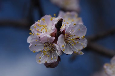 Güzel çiçekli kiraz ağacı dalları, yakın plan, bahar konsepti.  