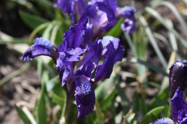 Güneşli yaz gününde bahçede büyüyen güzel irisler 