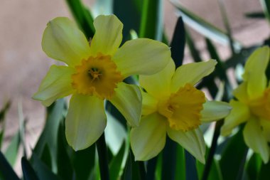 Güzel nergis çiçekleri yazın güneşli bir günde bahçede yetişir. 