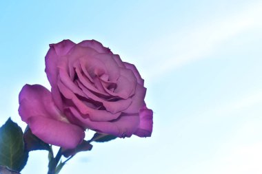 Gökyüzü arka planında güzel bir gül, yaz konsepti, yakın manzara  
