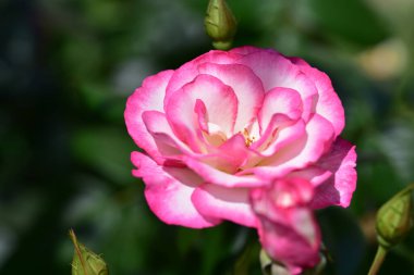 Güneşli yaz gününde bahçede büyüyen güzel bir gül çiçeği 