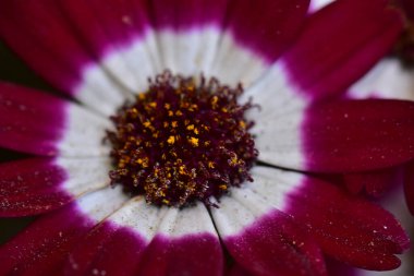 Güneşli yaz gününde bahçede büyüyen güzel bir çiçek. 