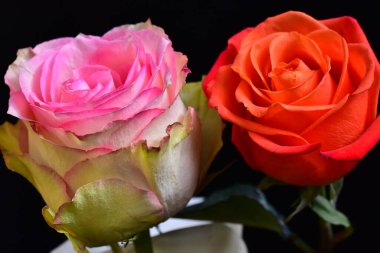 Koyu arkaplanda güzel güller, yaz konsepti, yakın manzara  