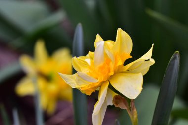 Güneşli yaz gününde bahçede yetişen güzel nergis çiçeği. 
