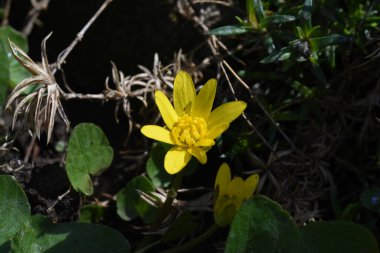 Güneşli yaz gününde bahçede yetişen güzel nergis çiçeği. 