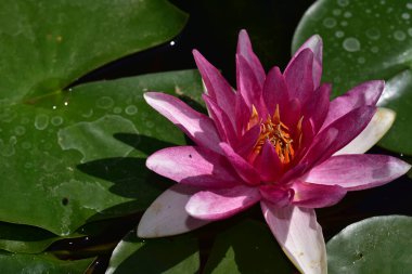 Güzel çiçek açan nilüfer çiçekleri yaz günü gölette büyür. 