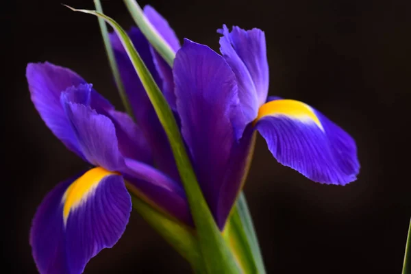 Hermosas Flores Sobre Fondo Oscuro Concepto Verano Vista Cercana —  Fotos de Stock