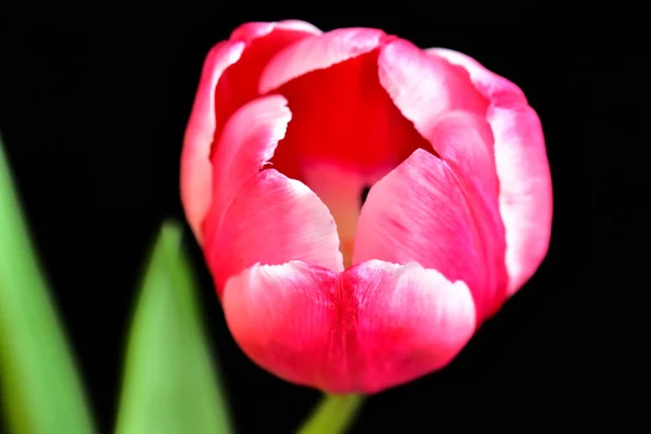 Schöne Tulpenblume Auf Dunklem Hintergrund Sommerkonzept Nahsicht — Stockfoto