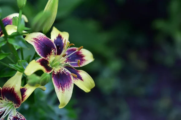 Beautiful Lilies Growing Garden Summer Sunny Day — Stock Photo, Image