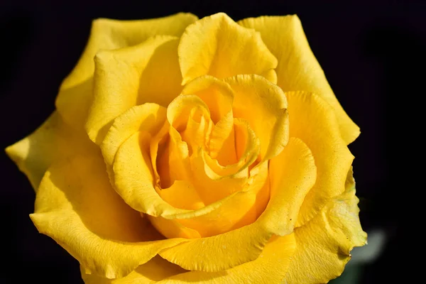 Schöne Rosenblüte Auf Dunklem Hintergrund Sommerkonzept Nahsicht — Stockfoto