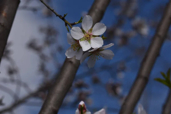 Ramas Cerezo Con Hermosas Flores Primer Plano Concepto Primavera — Foto de Stock