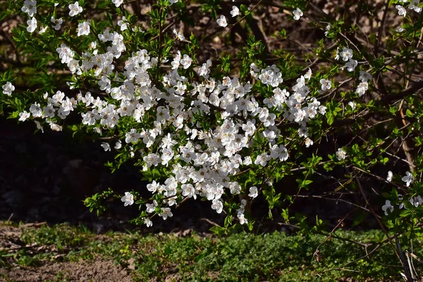 Branches Cerisier Avec Belles Fleurs Gros Plan Concept Printemps — Photo