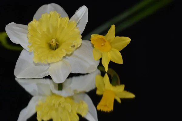 Krásné Narcisy Květiny Tmavém Pozadí Letní Koncept Zblízka — Stock fotografie