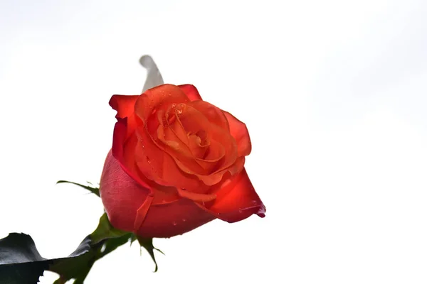 Piękny Kwiat Róży Tle Nieba Koncepcja Lato Widok Bliska — Zdjęcie stockowe