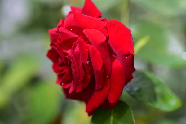 Vacker Ros Blomma Växer Trädgården Sommaren Solig Dag — Stockfoto