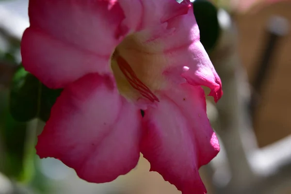 Schöne Blume Wächst Garten Sonnigem Sommertag — Stockfoto