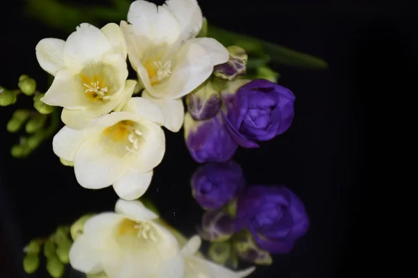 Flores Bonitas Fundo Escuro Conceito Verão Vista Próxima — Fotografia de Stock