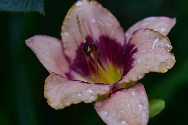 Belle Fleur Lys Poussant Dans Jardin Journée Ensoleillée Été — Photo