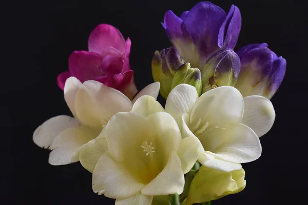 Schöne Blumen Auf Dunklem Hintergrund Sommerkonzept Nahsicht — Stockfoto