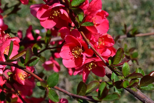 Rosa Blommande Körsbärsträd Grenar Med Vackra Blommor Närbild Vår Koncept — Stockfoto