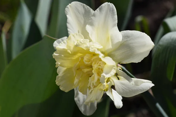 Närbild Vackra Blommor Trädgården — Stockfoto