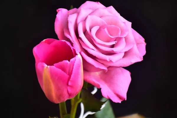 Красивые Цветы Розы Тюльпана Темном Фоне Летняя Концепция Близкий Вид — стоковое фото