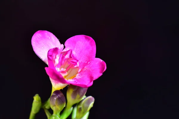 Schöne Blumen Auf Dunklem Hintergrund Sommerkonzept Nahsicht — Stockfoto