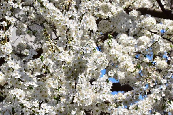 Cherry Tree Branches Beautiful Flowers Close Spring Concept — Stock Photo, Image