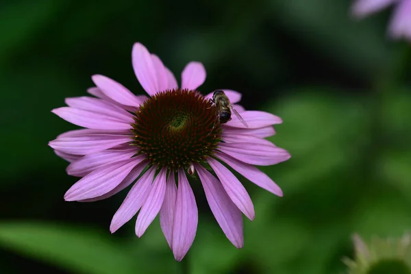 Belle Fleur Poussant Dans Jardin Journée Ensoleillée Été — Photo