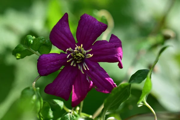 Bela Clematis Crescendo Jardim Verão Dia Ensolarado — Fotografia de Stock