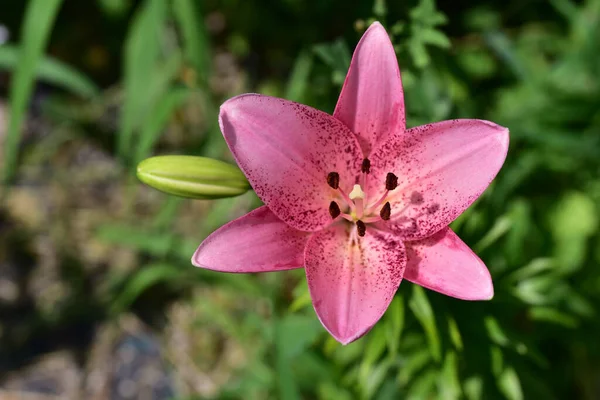 夏の晴れた日に庭で育つ美しいユリの花 — ストック写真