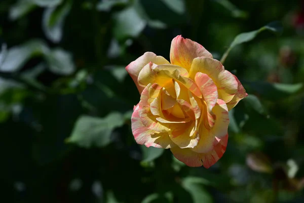 Hermosa Flor Rosa Creciendo Jardín Verano Día Soleado — Foto de Stock