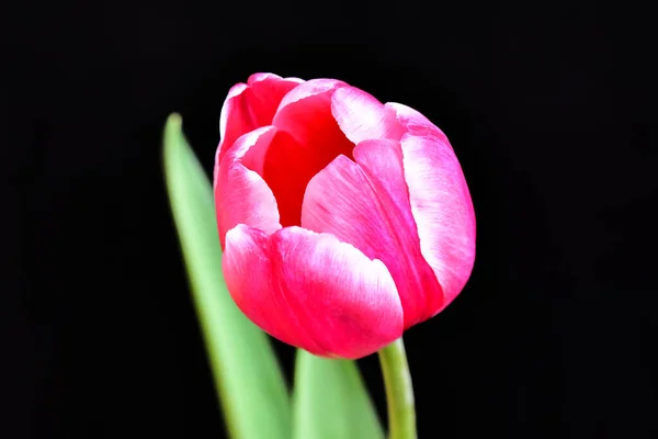 beautiful tulip flower on dark background, summer concept, close view