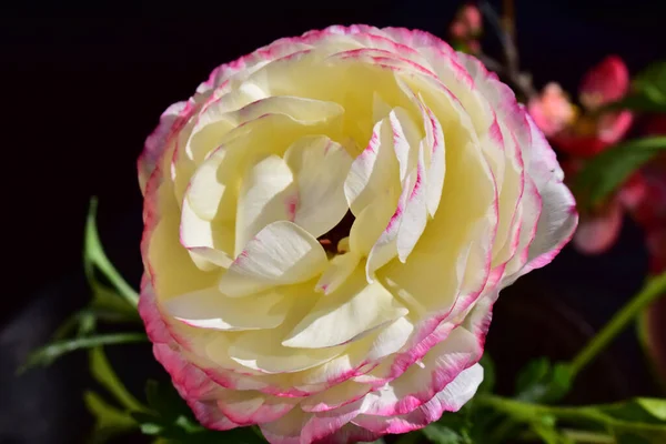 暗い背景に美しいバラの花夏のコンセプト近景 — ストック写真