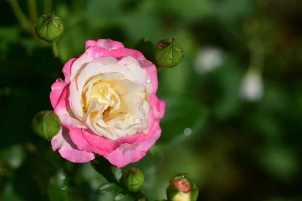 Beautiful Rose Flower Growing Garden Summer Sunny Day — Stock Photo, Image