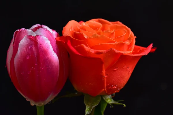 Hermosas Flores Rosas Tulipanes Sobre Fondo Oscuro Concepto Verano Vista —  Fotos de Stock