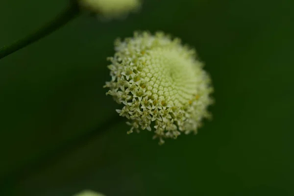 夏天阳光明媚的日子 花园里长着美丽的花 — 图库照片