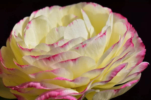 Bela Rosa Flor Fundo Escuro Conceito Verão Vista Perto — Fotografia de Stock