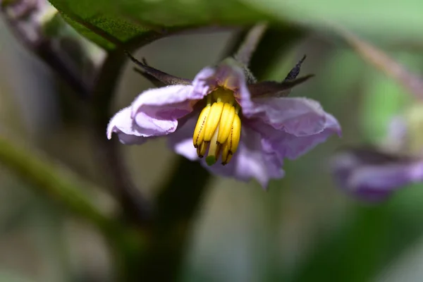 Vakker Blomst Som Vokser Hagen Sommeren Solfylt Dag – stockfoto