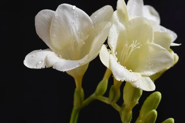 Koyu Arkaplanda Güzel Çiçekler Yaz Konsepti Yakın Manzara — Stok fotoğraf