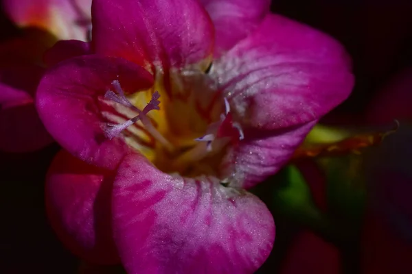 Vackra Blommor Mörk Bakgrund Sommar Koncept Nära Utsikt — Stockfoto