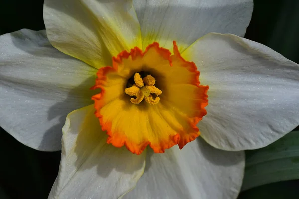 Красива Квітка Нарцисів Росте Саду Літній Сонячний День — стокове фото