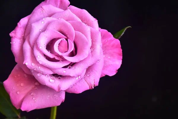 beautiful rose flower on dark background, summer concept, close view