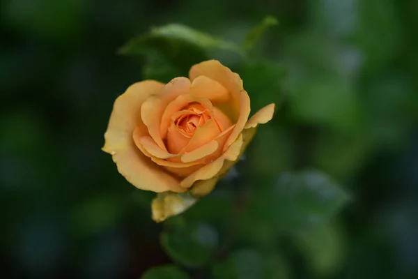 Mooie Roos Bloem Groeien Tuin Zomer Zonnige Dag — Stockfoto