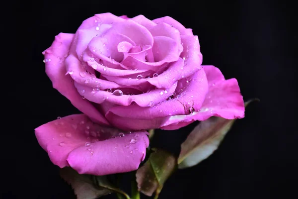 Schöne Rosenblüte Auf Dunklem Hintergrund Sommerkonzept Nahsicht — Stockfoto