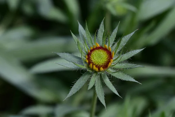 Vacker Blomma Växer Trädgården Sommaren Solig Dag — Stockfoto