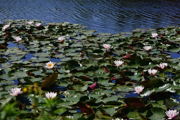 Beaux Lotus Fleurs Poussant Dans Étang Jour Été — Photo