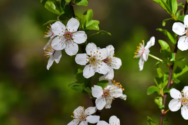 Cherry Tree Branches Beautiful Flowers Close Spring Concept — Stock Photo, Image