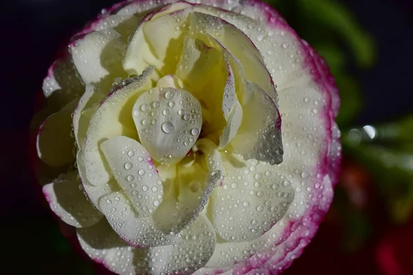 Belle Fleur Rose Sur Fond Sombre Concept Été Vue Rapprochée — Photo