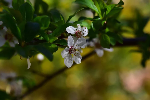 Cseresznyefa Ágak Gyönyörű Virágokkal Közelkép Tavaszi Koncepció — Stock Fotó